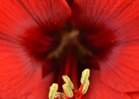 hippeastrum Floris Hekker ® (3)